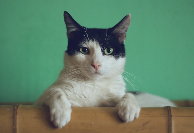 Cozy Cat in Blanket